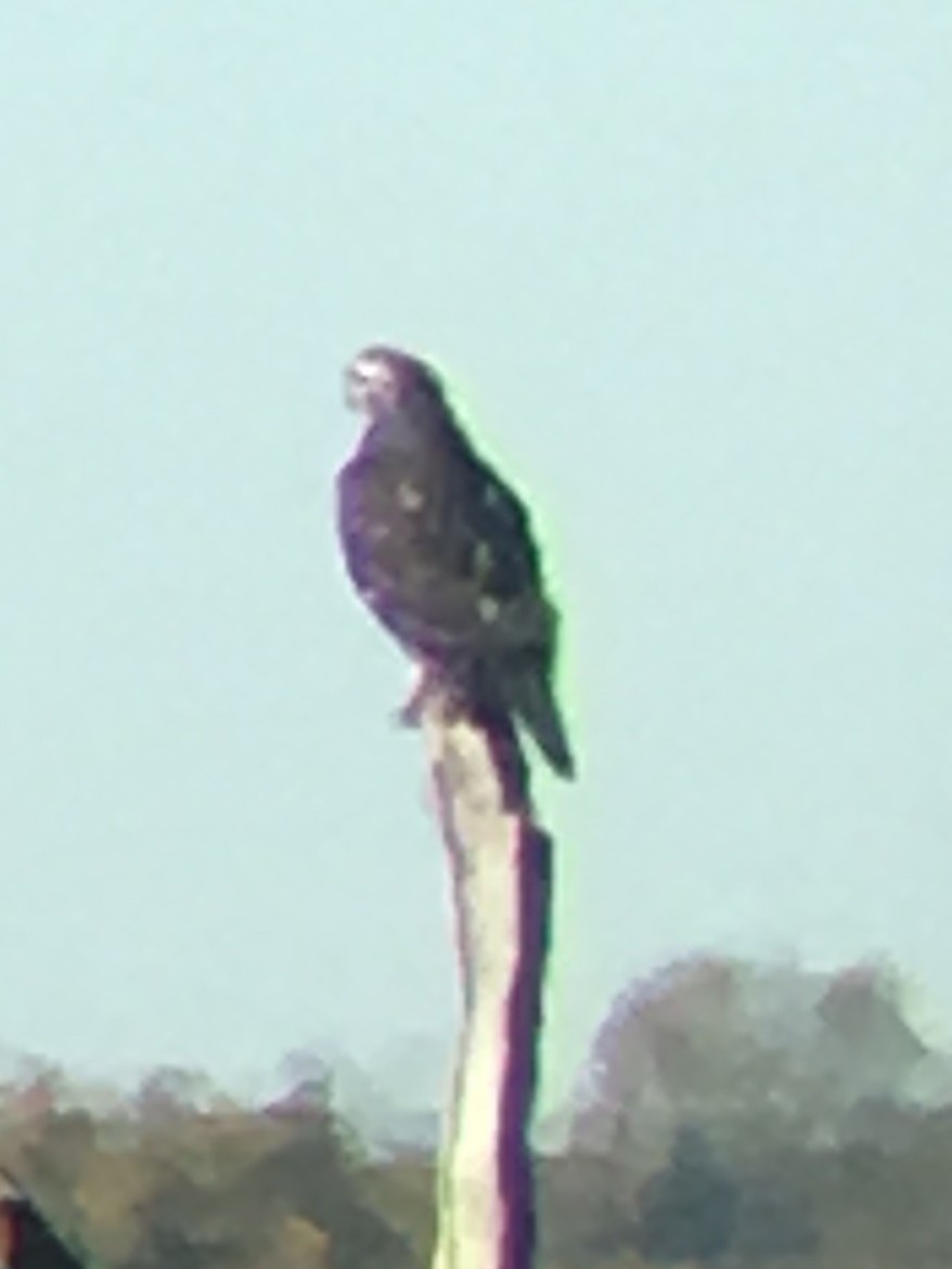 Red-tailed Hawk (Harlan's) - ML645514089