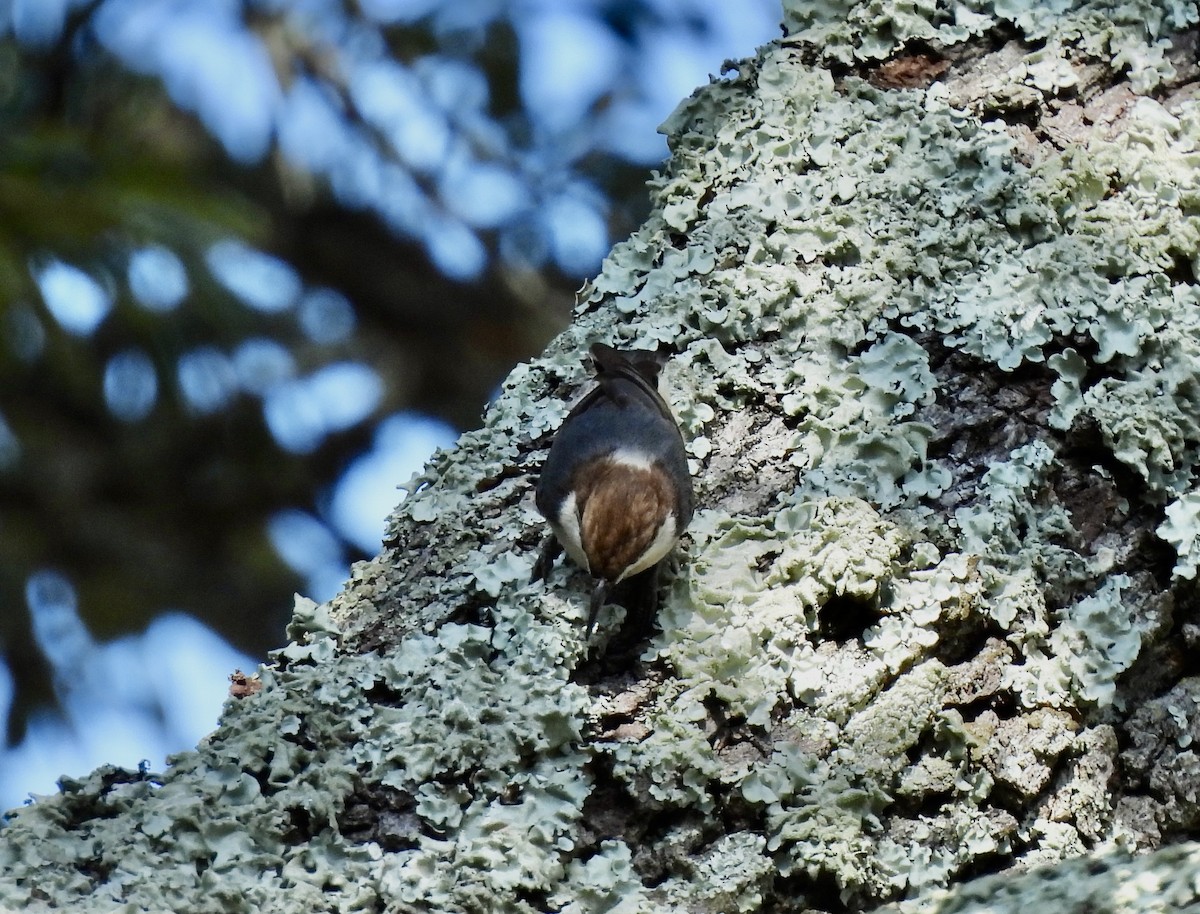 Sittelle à tête brune - ML645514090