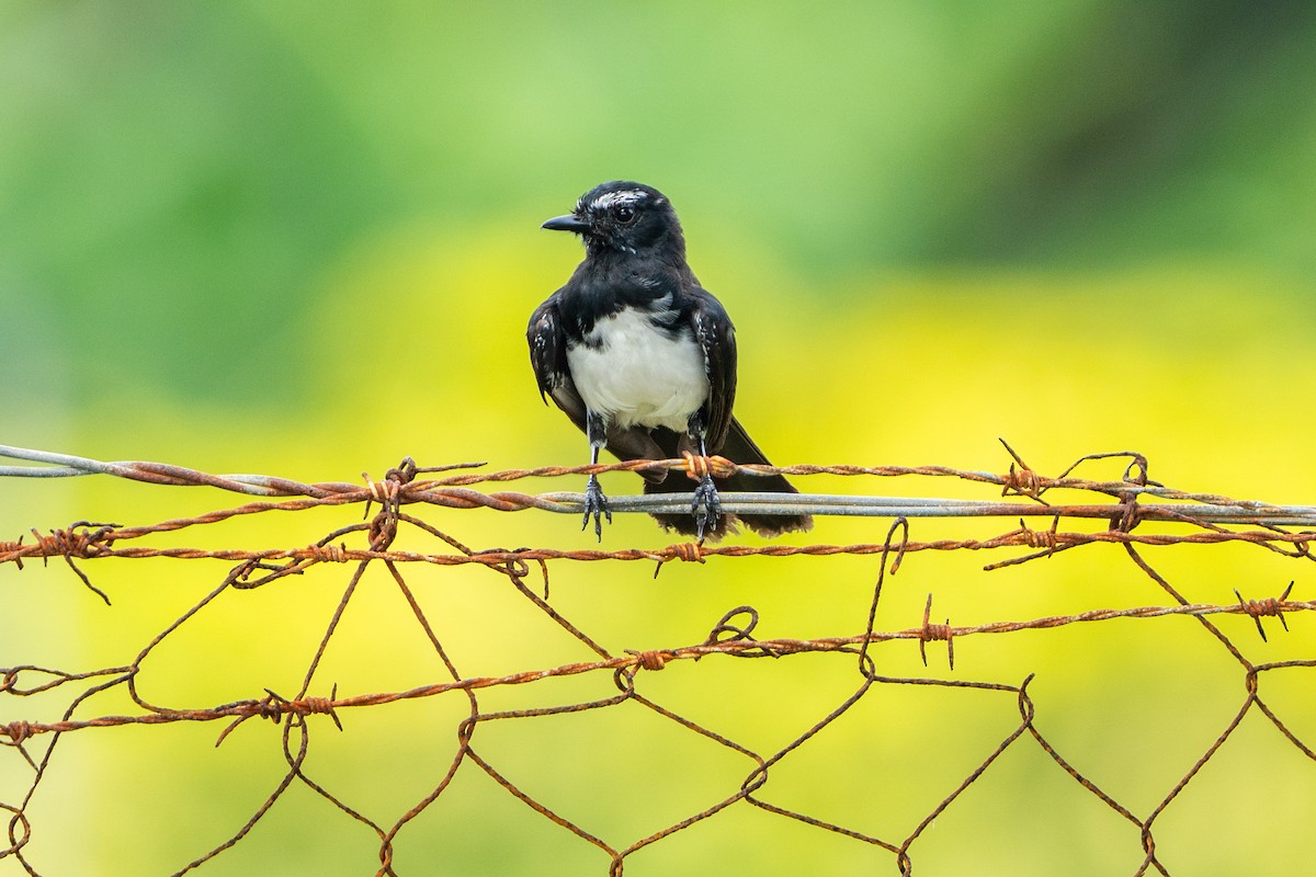 Willie-wagtail - ML645514109