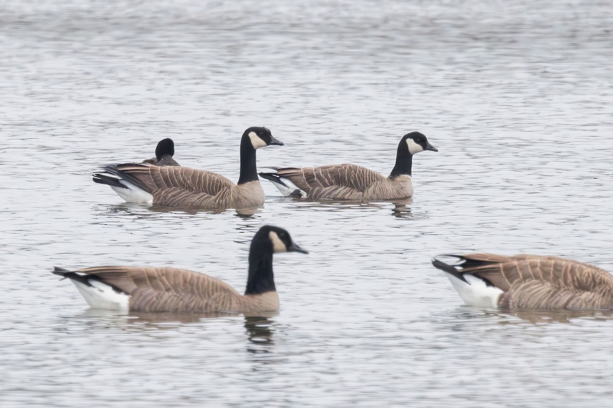 Cackling Goose (Taverner's) - ML645514120