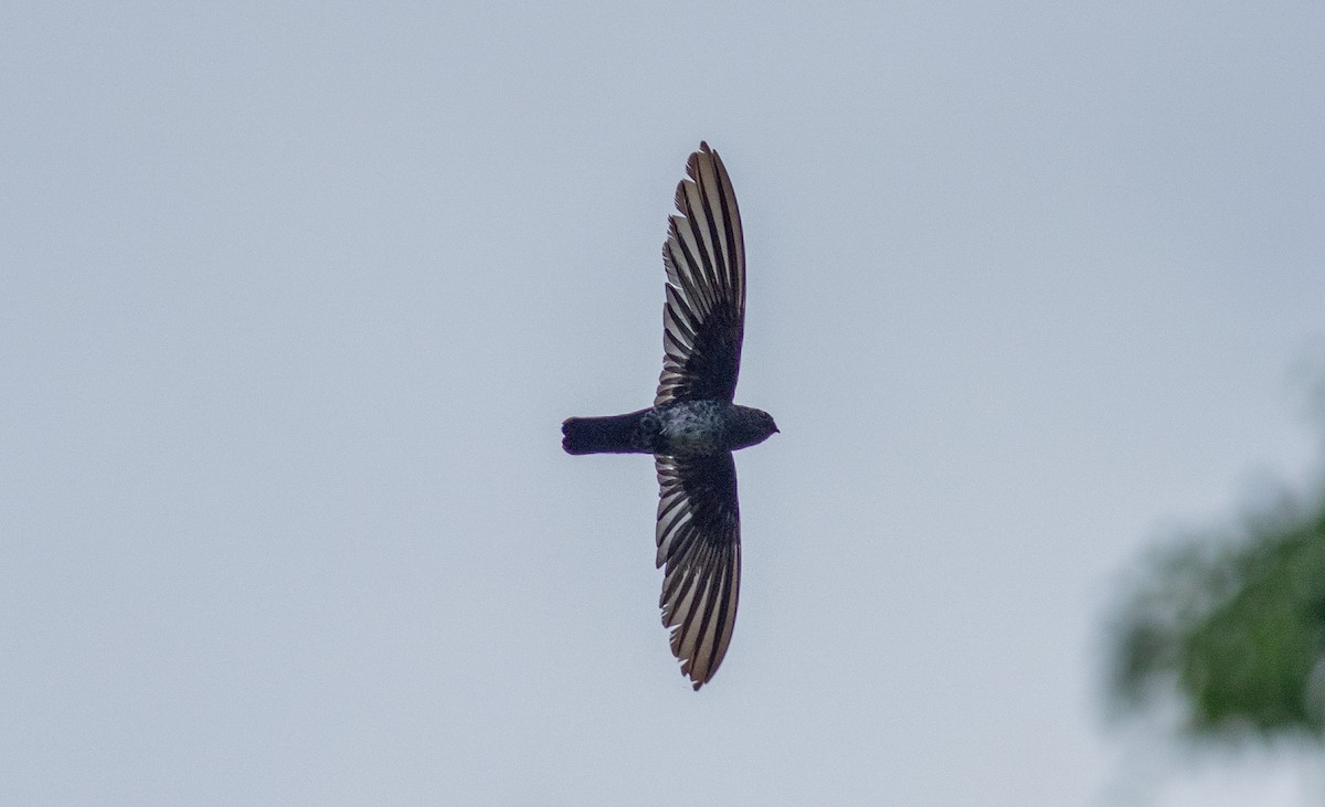 Uniform Swiftlet - ML645514130