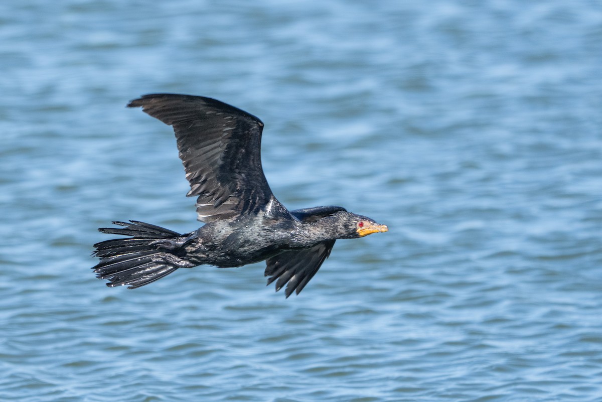 kormorán dlouhoocasý - ML645514133