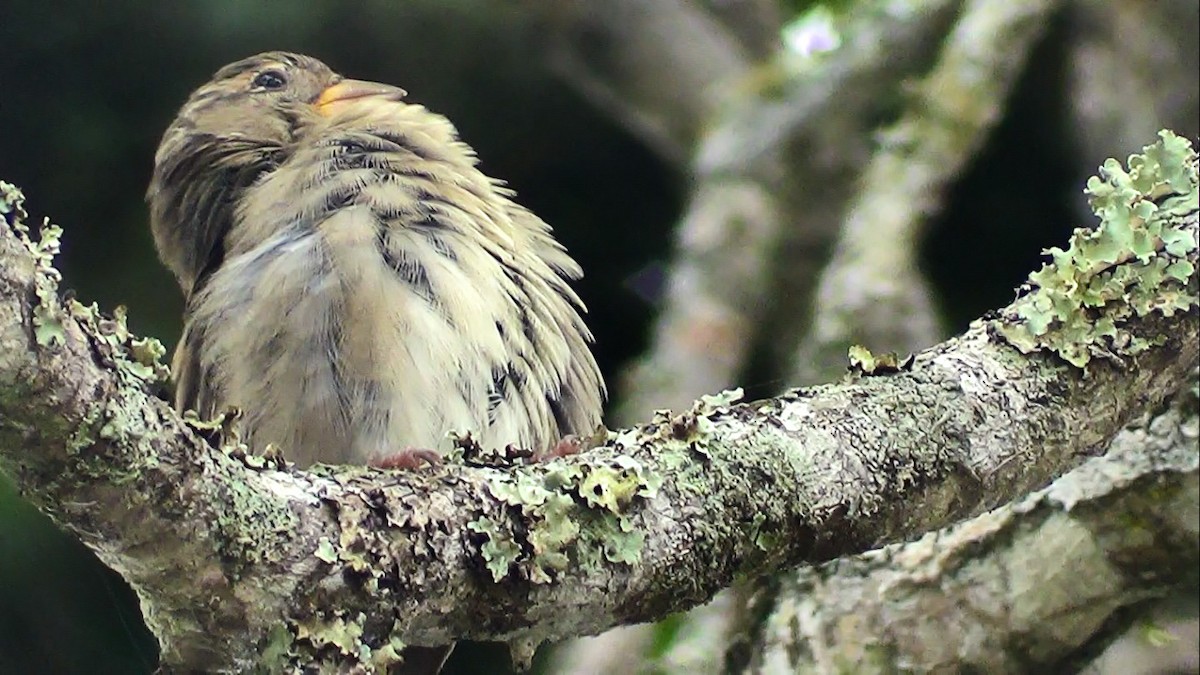 House Sparrow - ML645514135