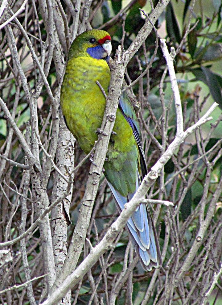 Green Rosella - ML645514140