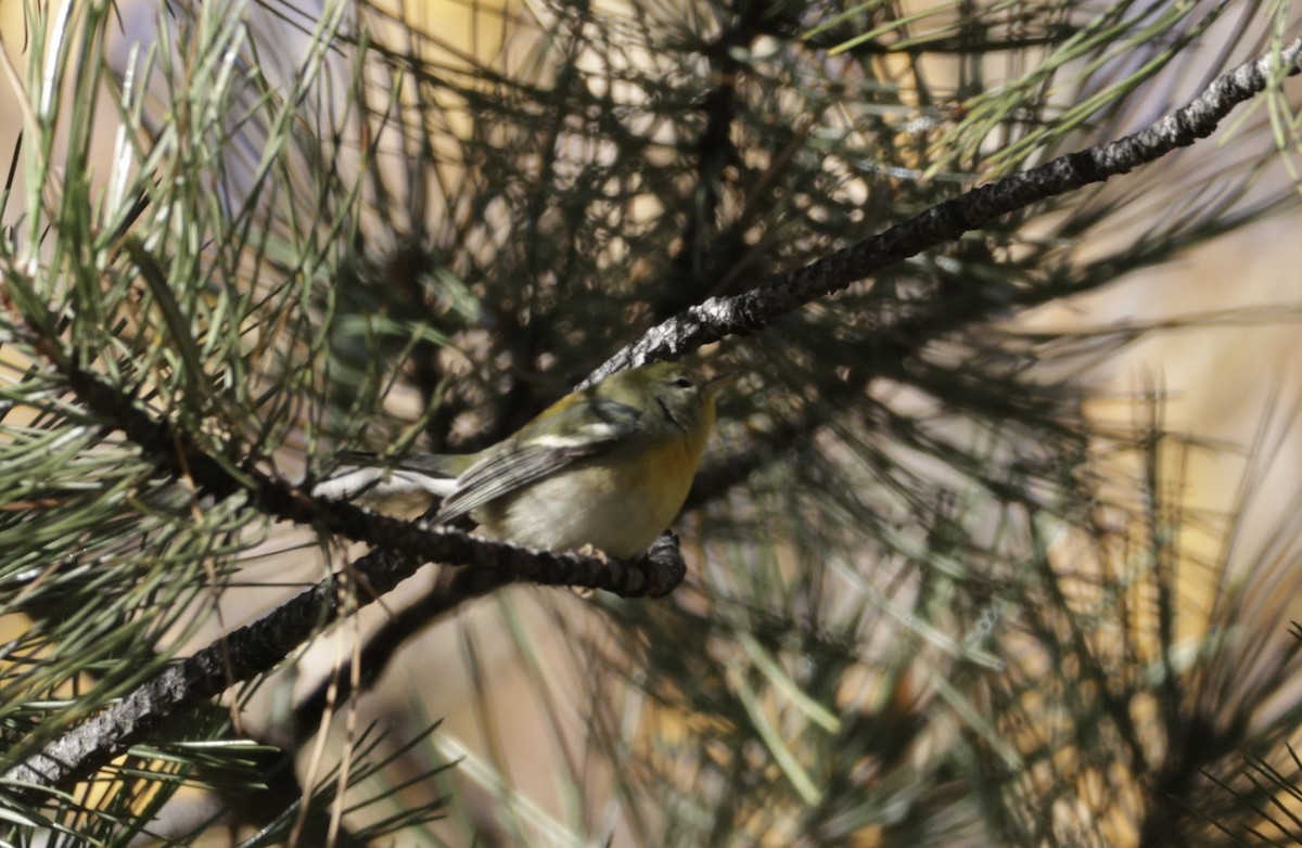 Northern Parula - ML645514143