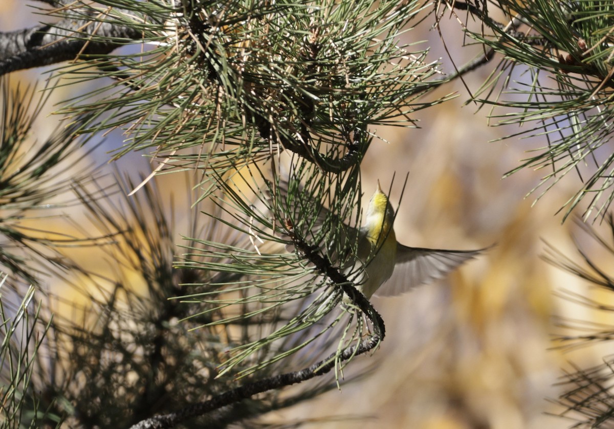 Northern Parula - ML645514144