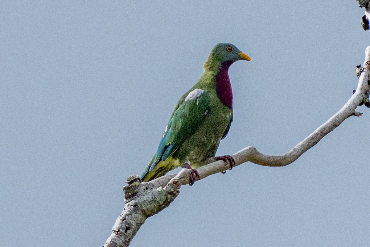 Claret-breasted Fruit-Dove - ML645514146