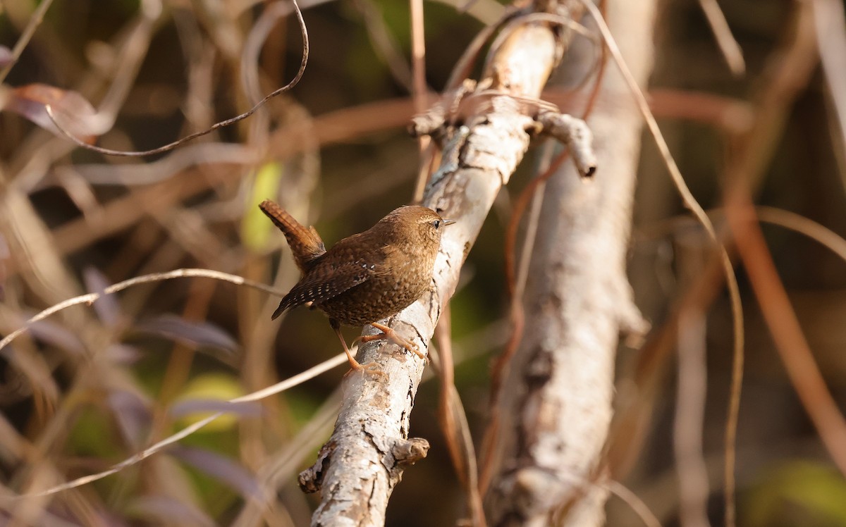 フユミソサザイ - ML645514150