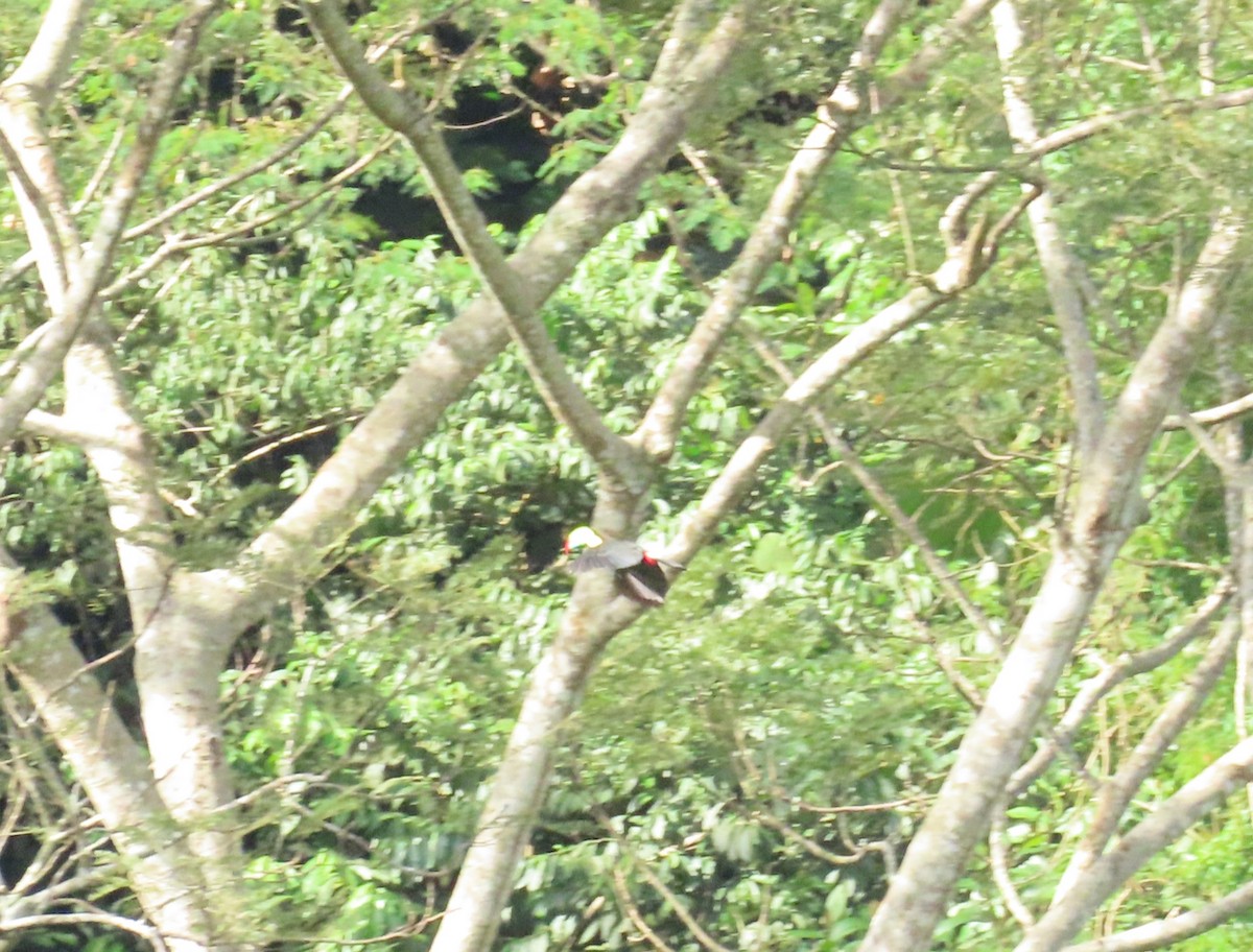 Keel-billed Toucan - ML645514159