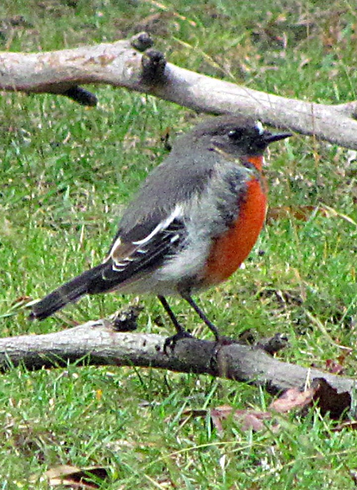 Flame Robin - ML645514163