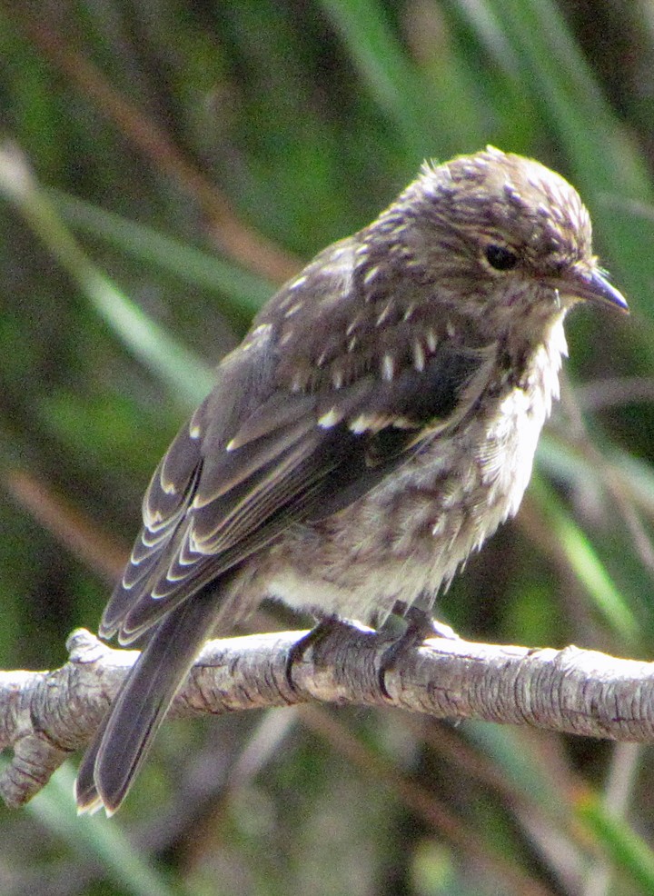 Dusky Robin - ML645514168