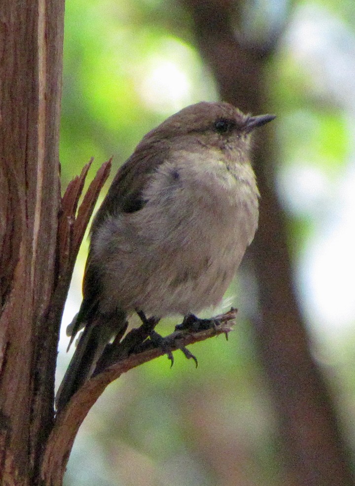 Dusky Robin - ML645514169