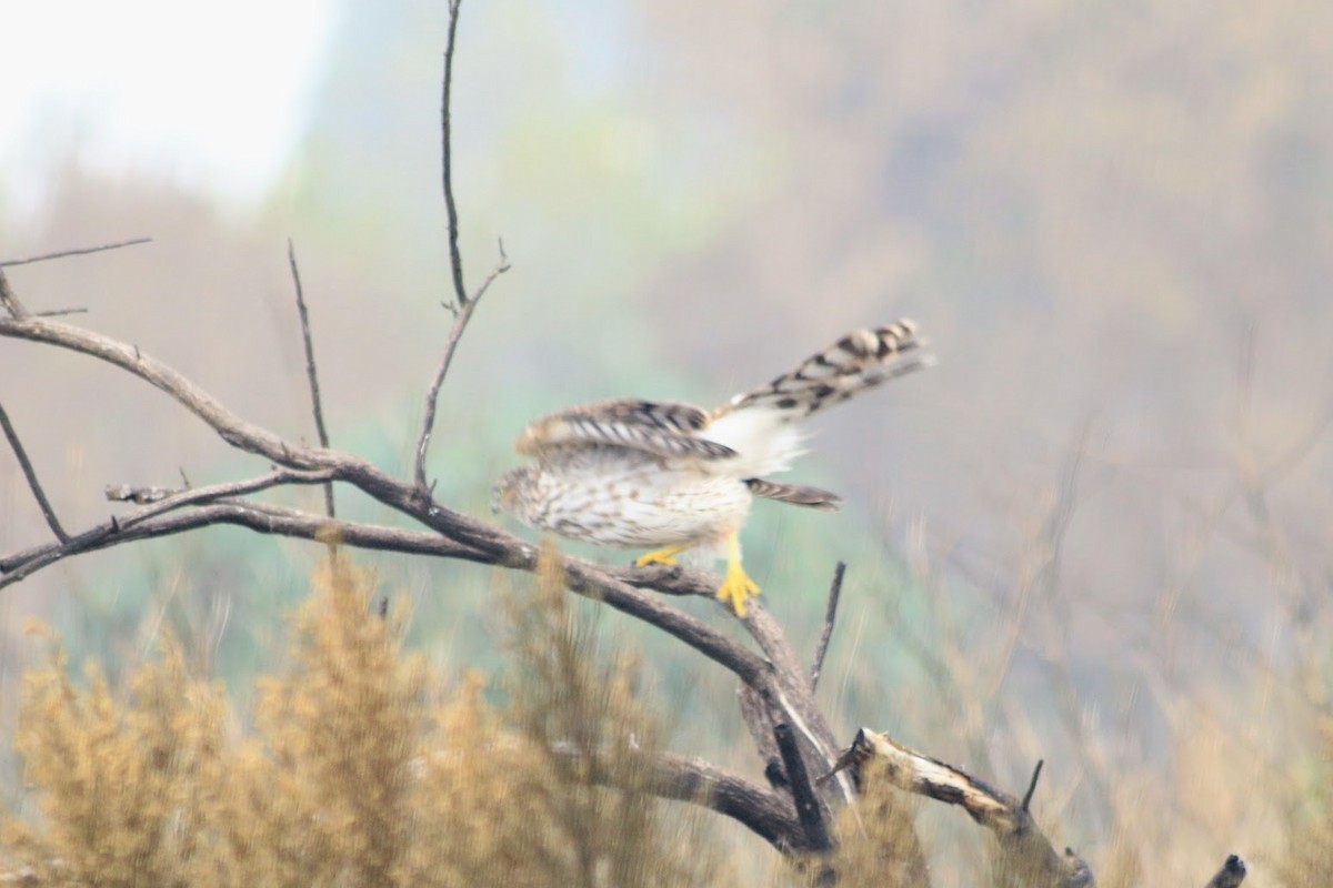 Cooper's Hawk - ML645514182