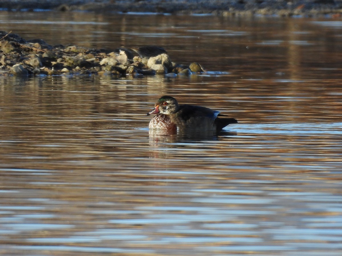 Wood Duck - ML645514195