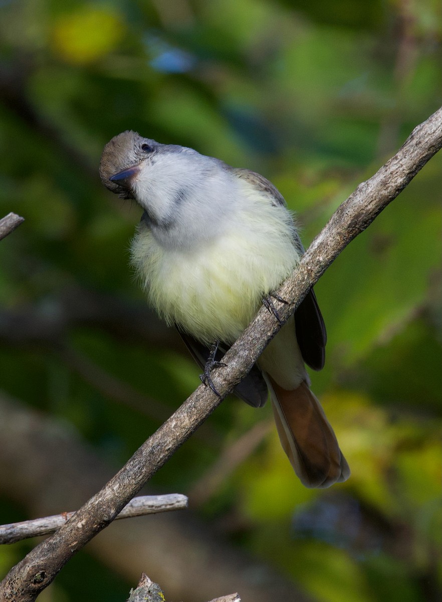Ash-throated Flycatcher - ML645514196