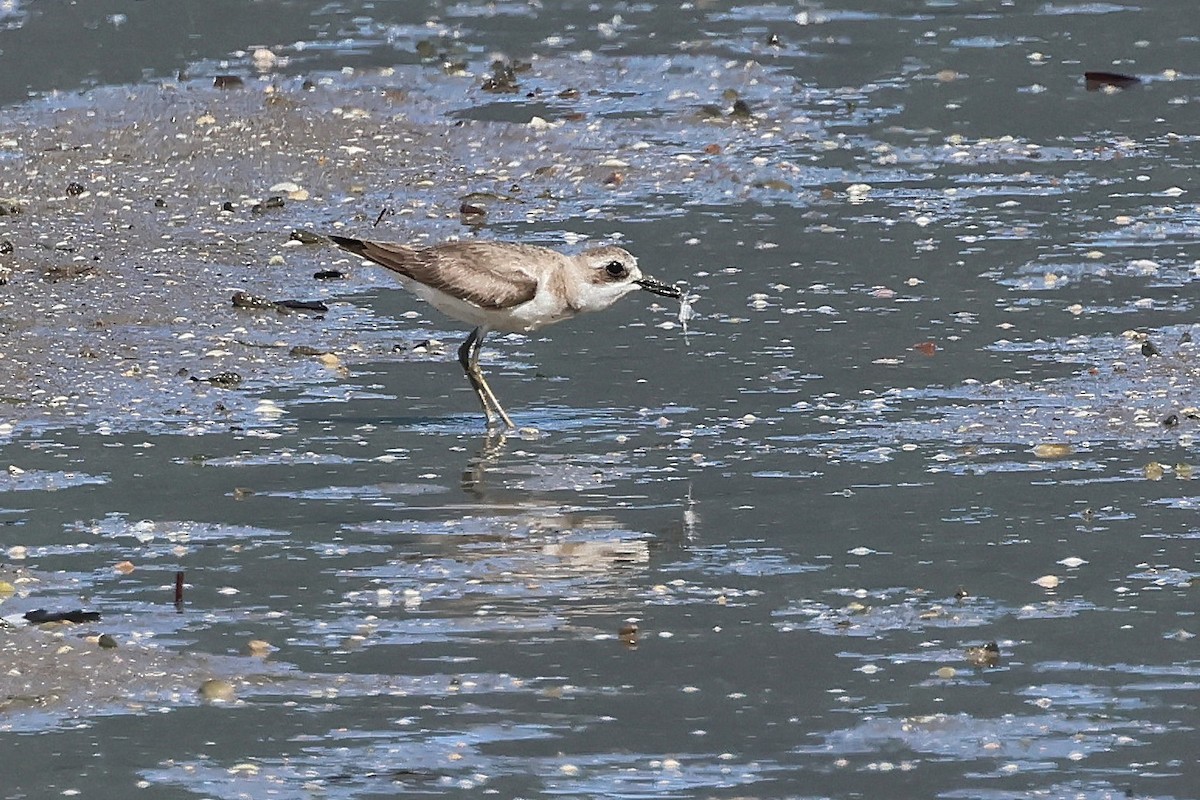 Greater Sand-Plover - ML645514205