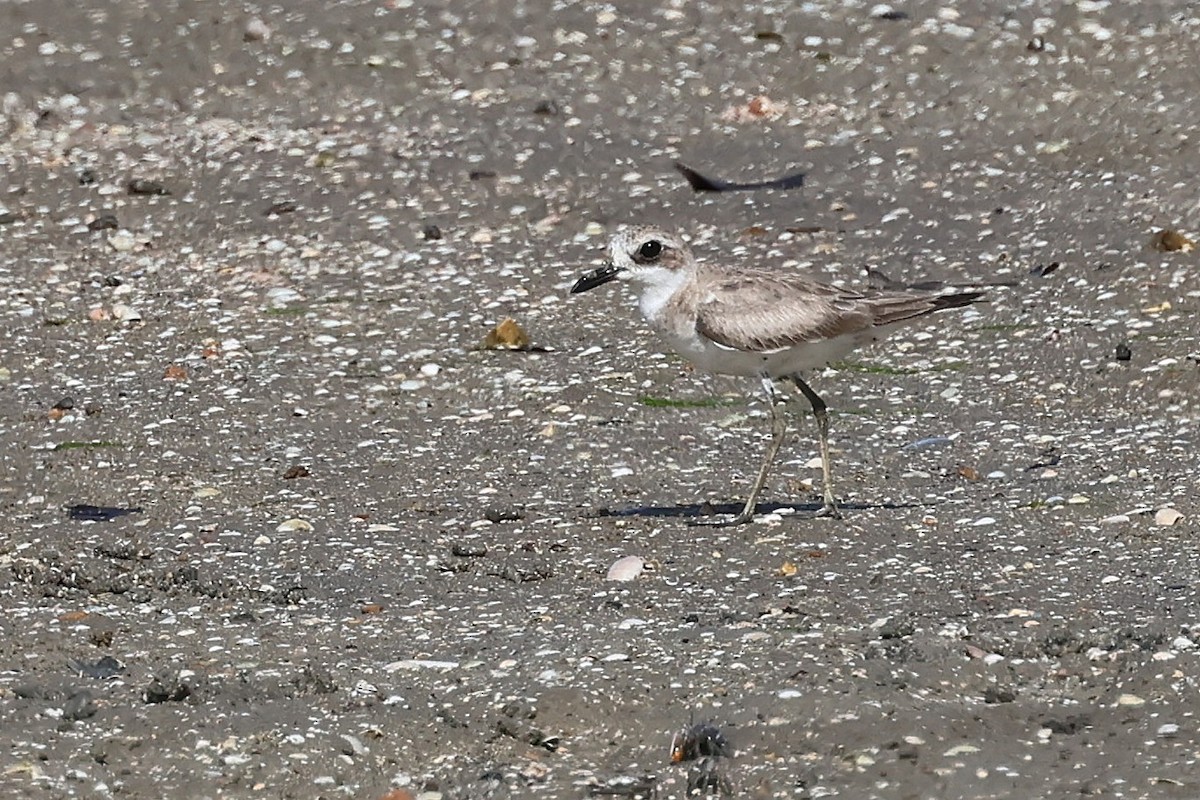 Greater Sand-Plover - ML645514206