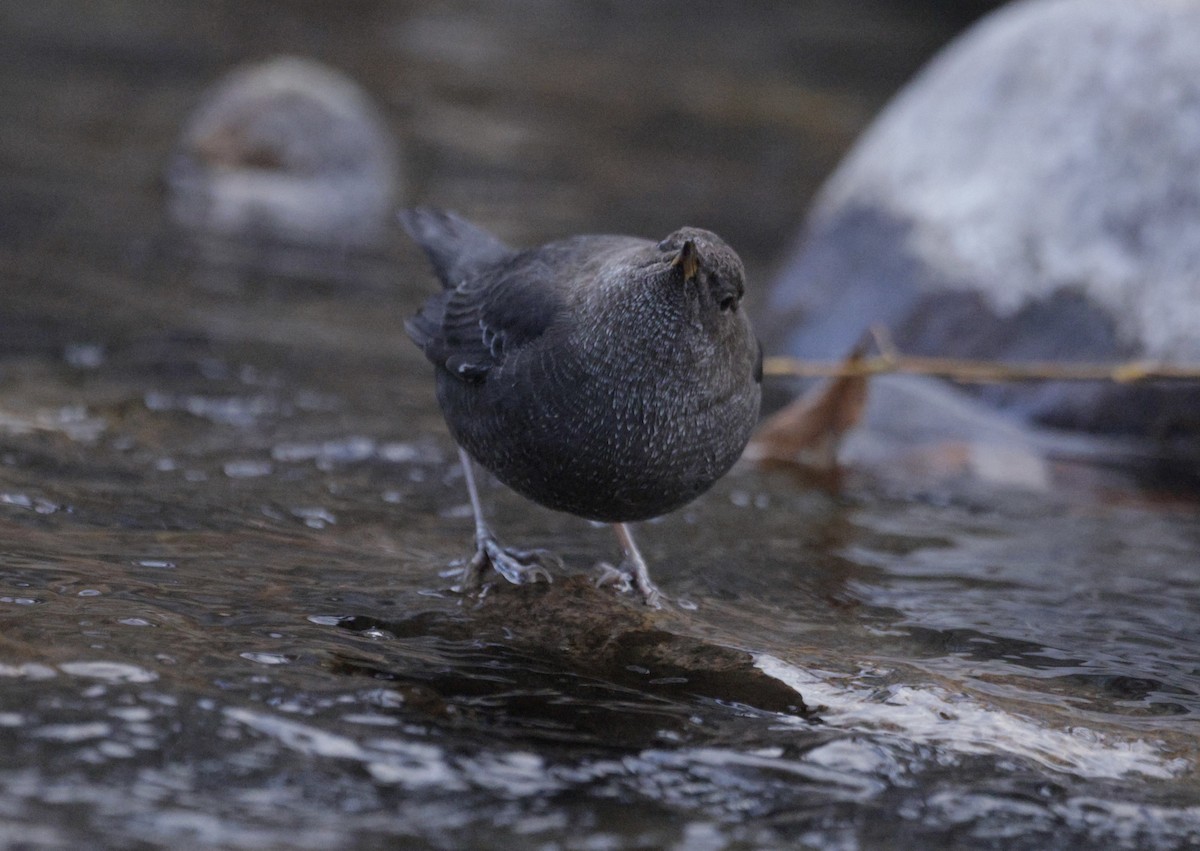 American Dipper - ML645514207