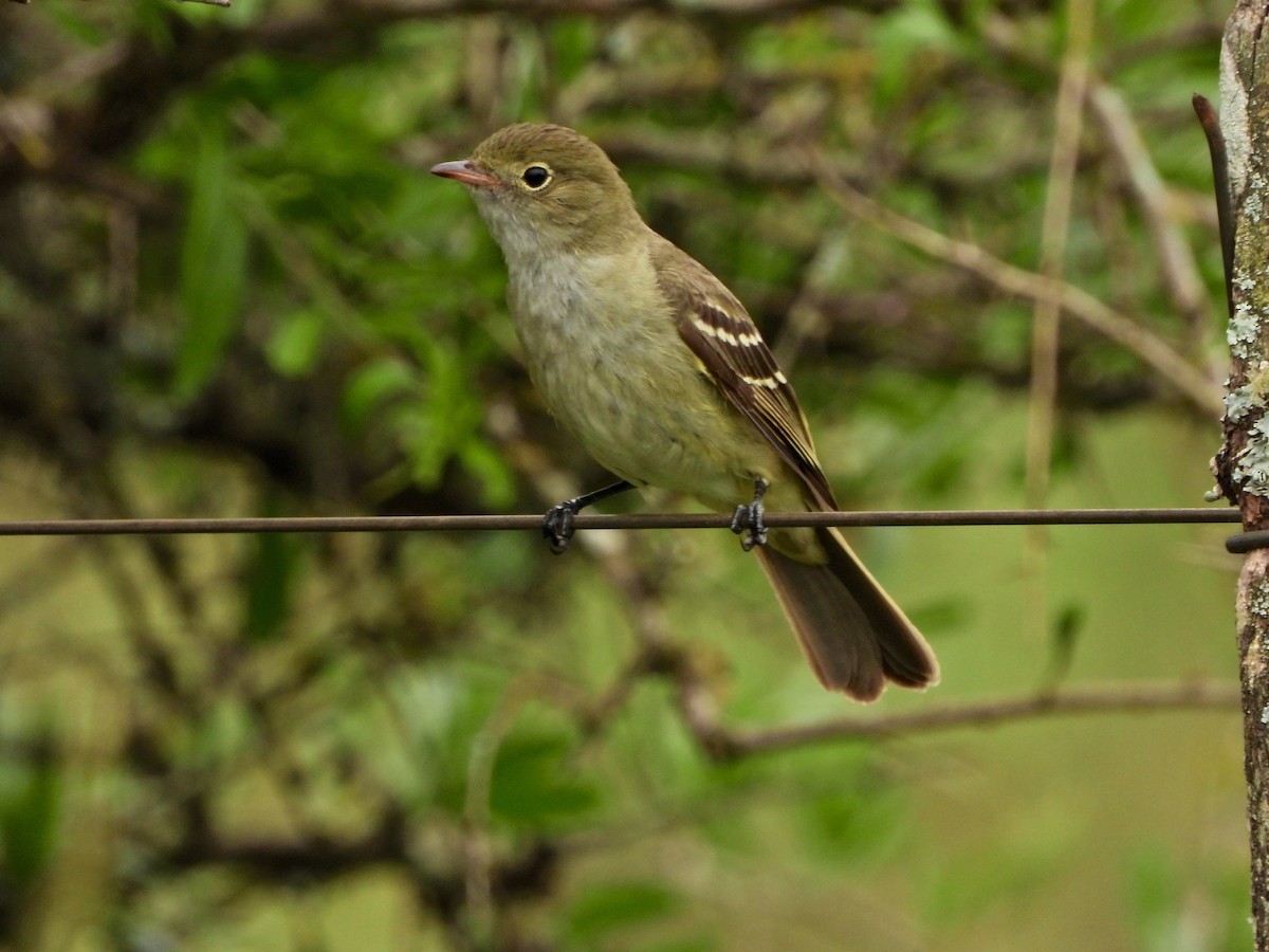 Small-billed Elaenia - ML645514208