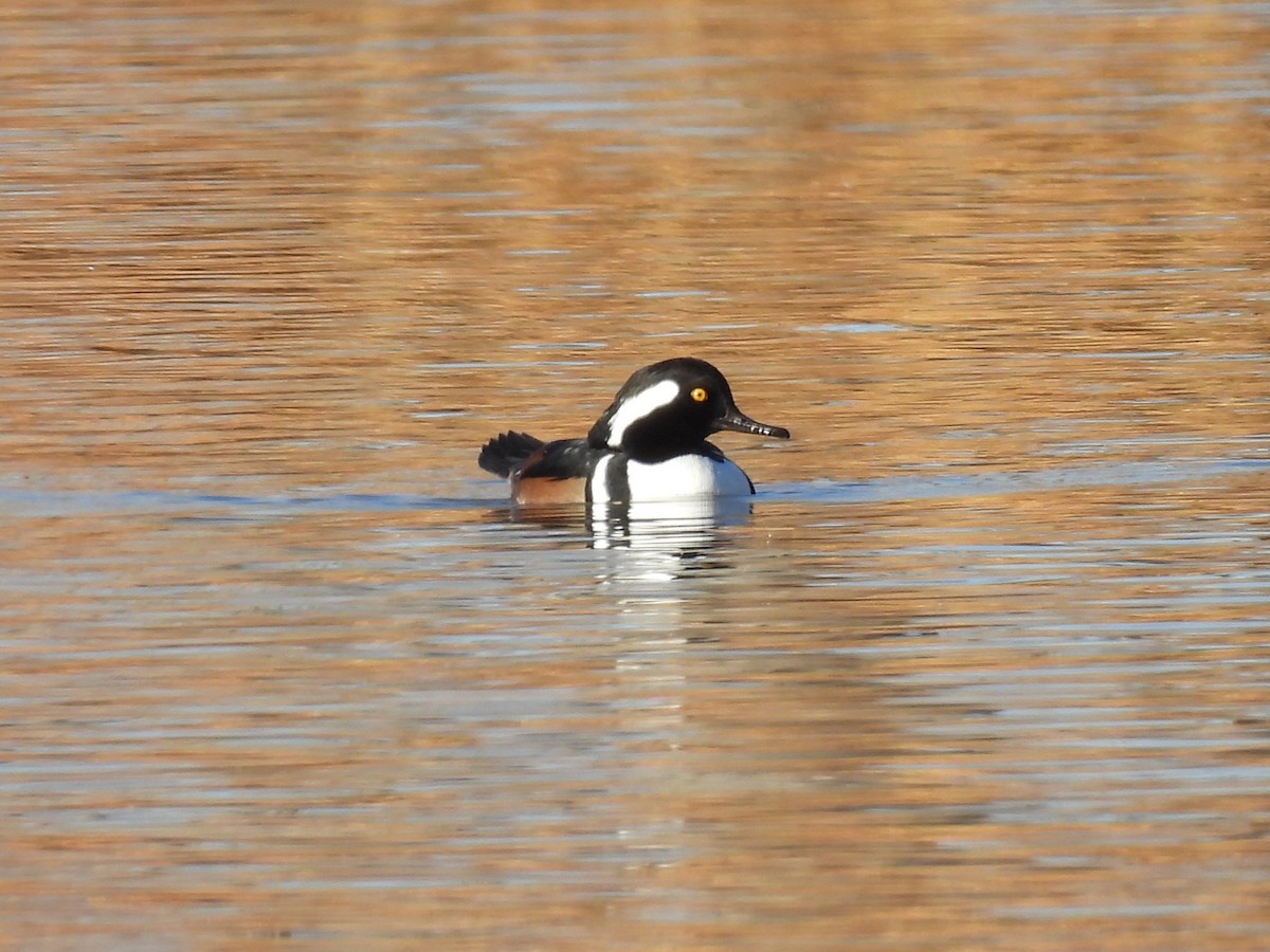 Hooded Merganser - ML645514209