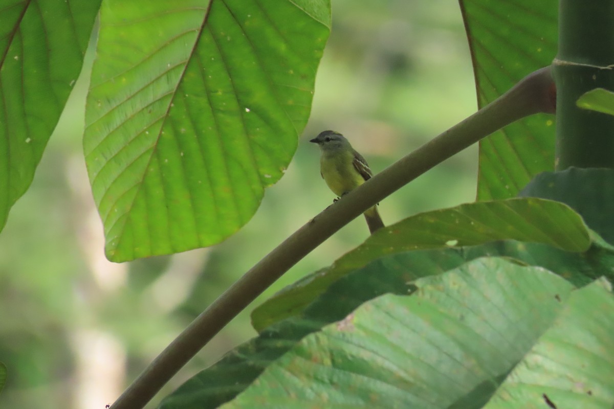 Yellow-crowned Tyrannulet - ML645514210