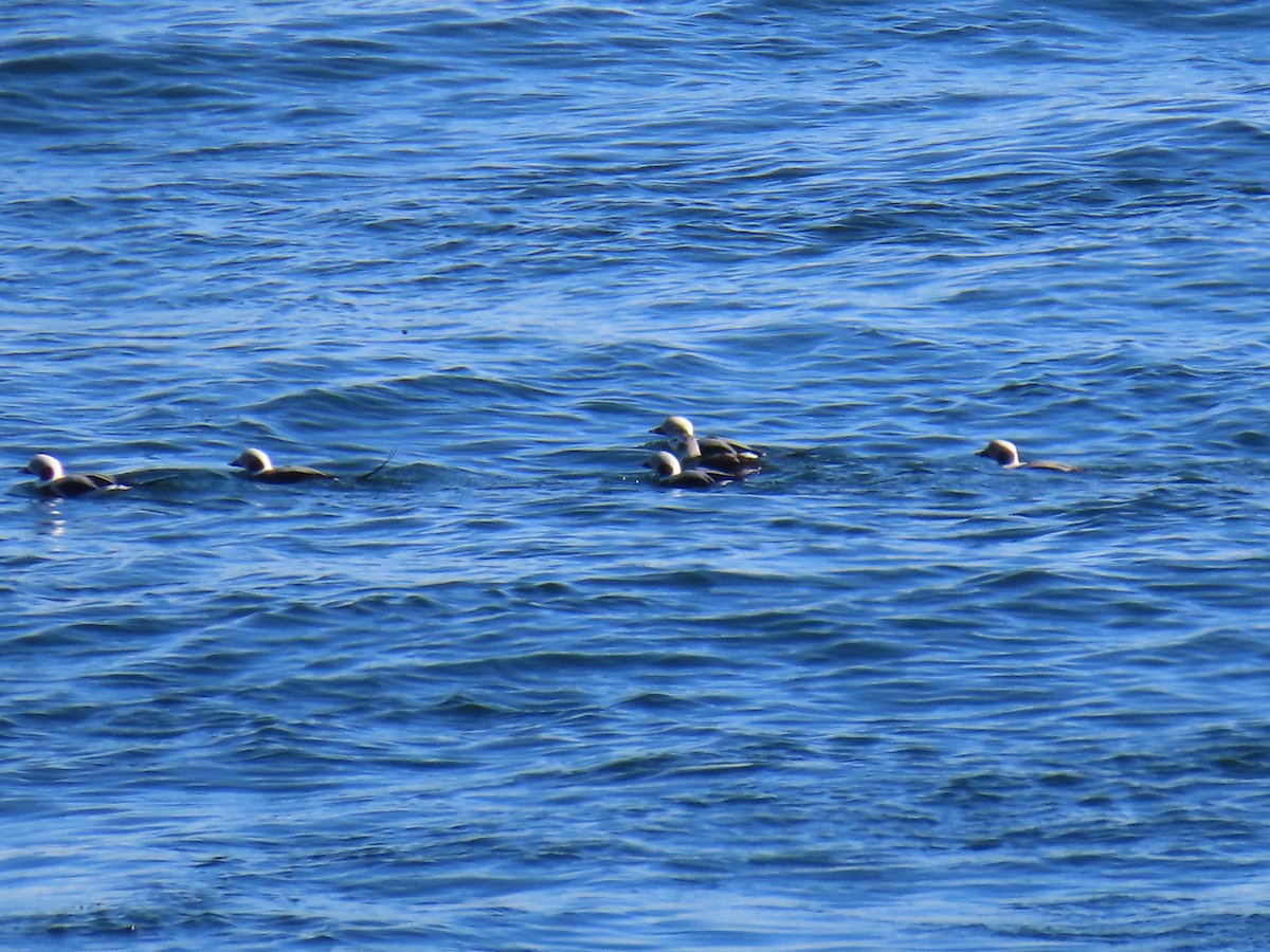 Long-tailed Duck - ML645514211