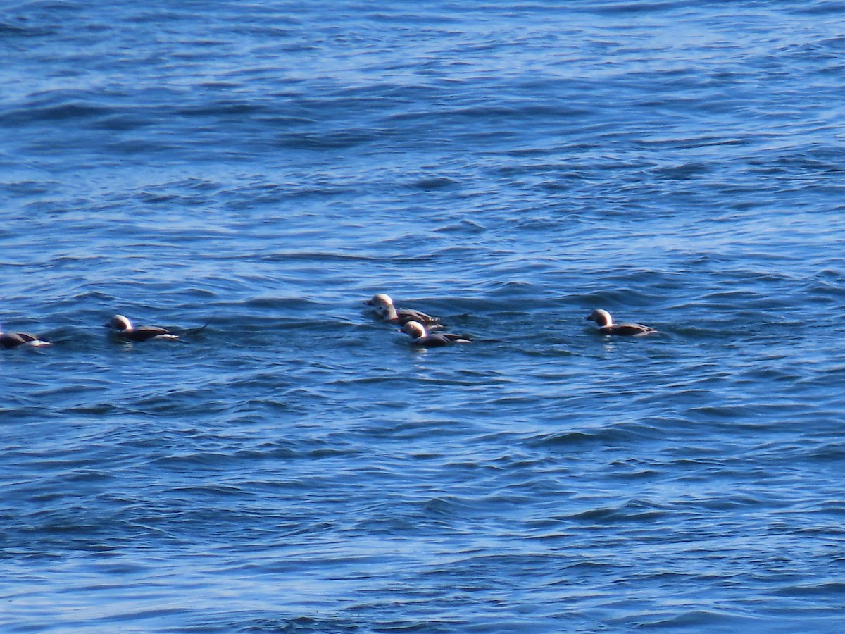 Long-tailed Duck - ML645514212