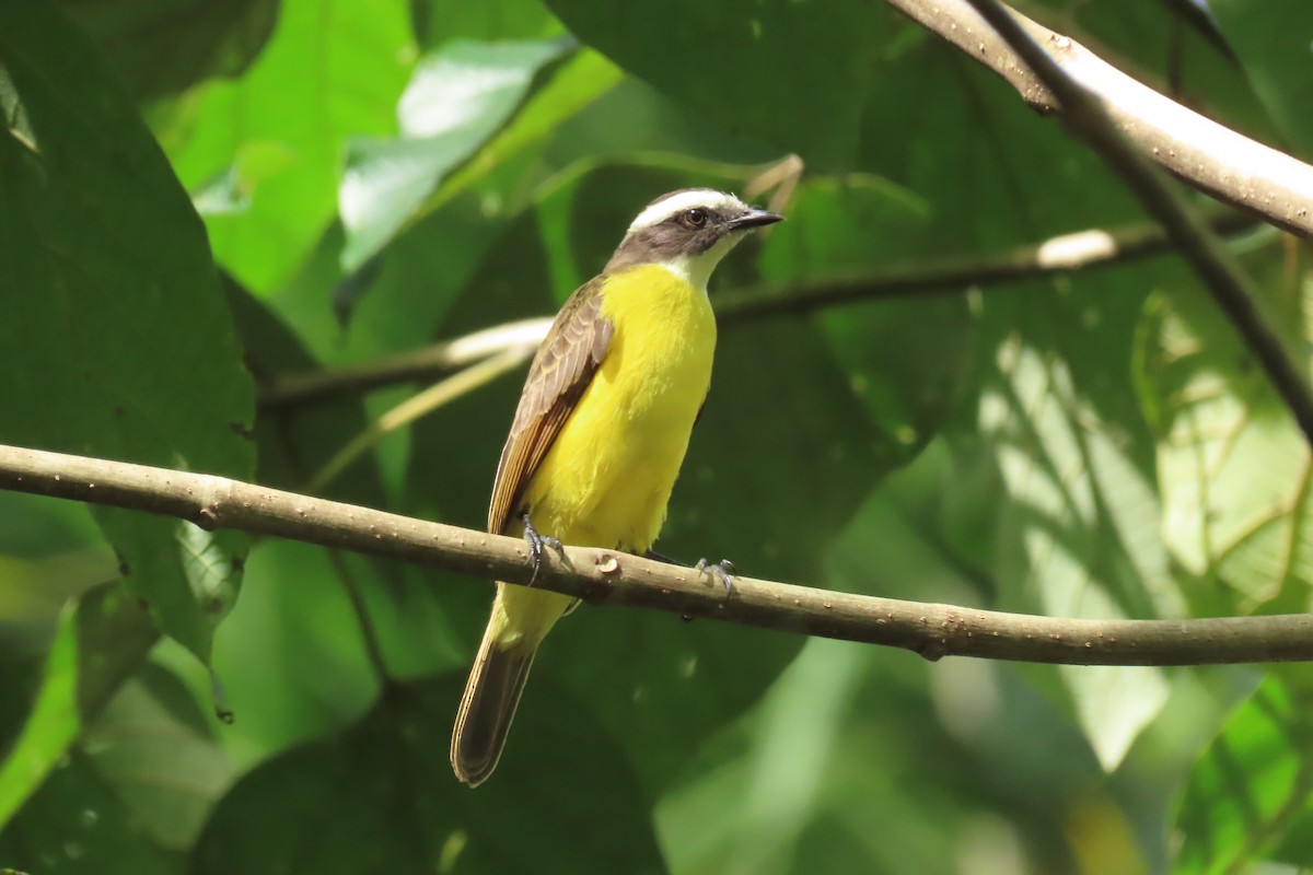 Social Flycatcher - ML645514213
