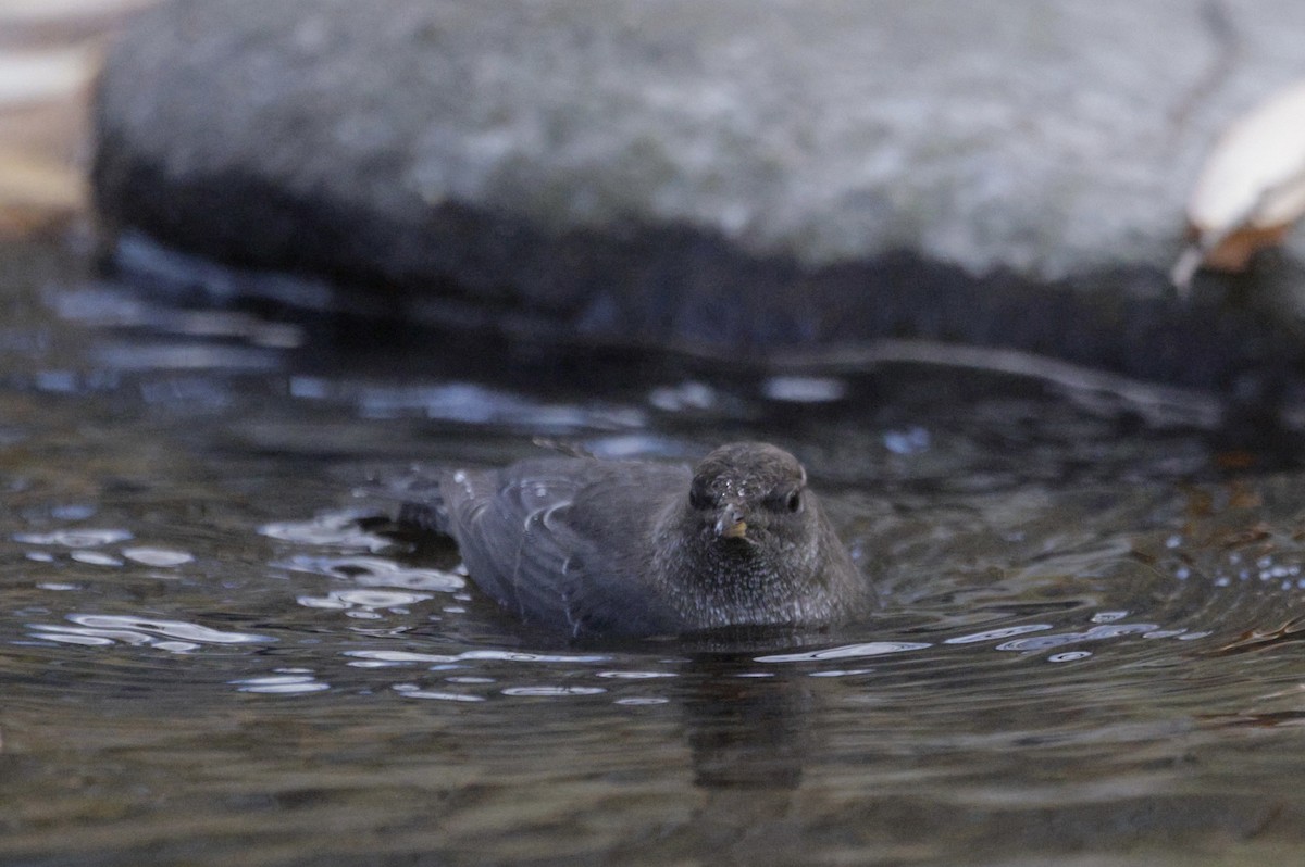 American Dipper - ML645514215