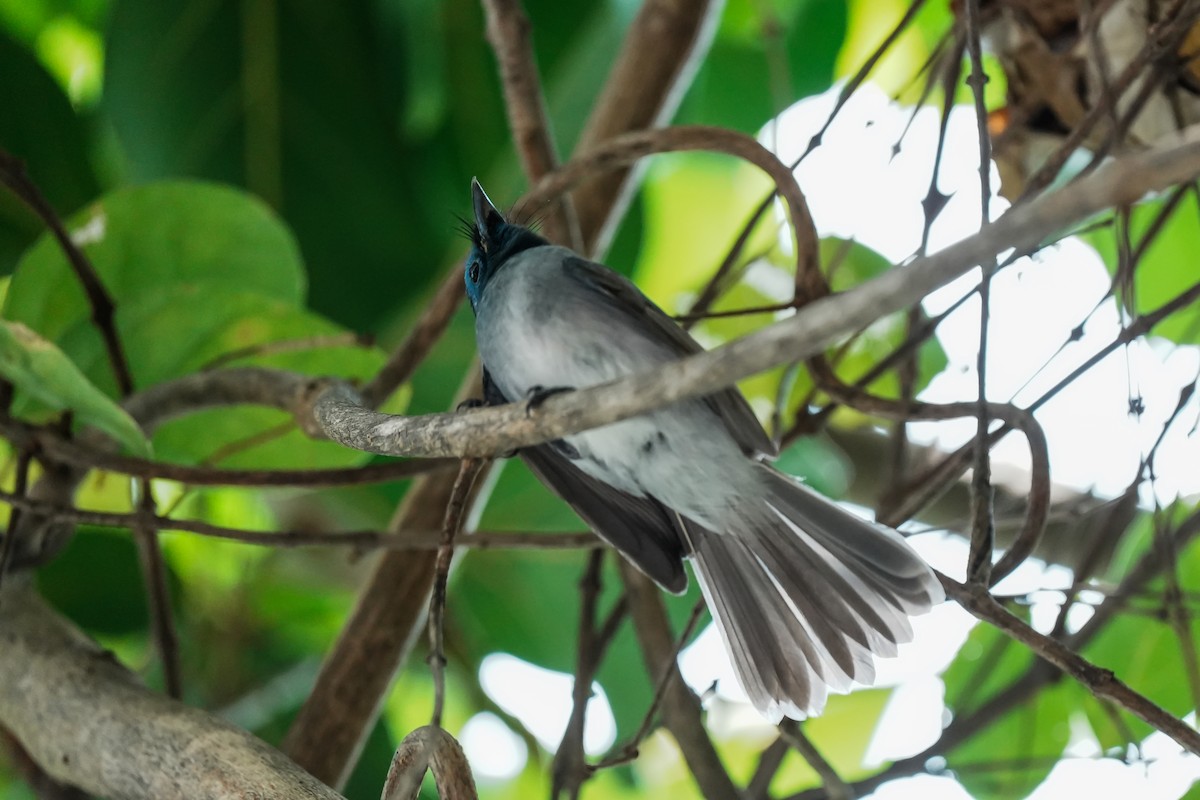 Black-naped Monarch - ML645514216