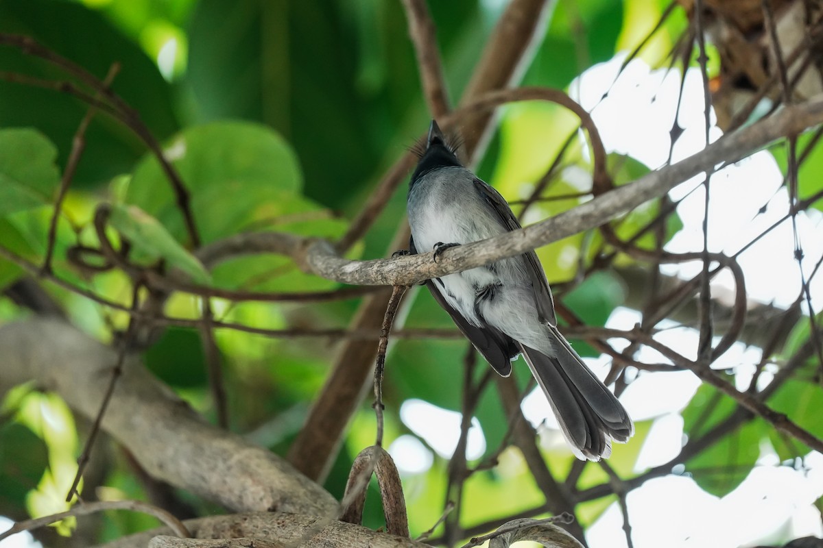 Black-naped Monarch - ML645514217