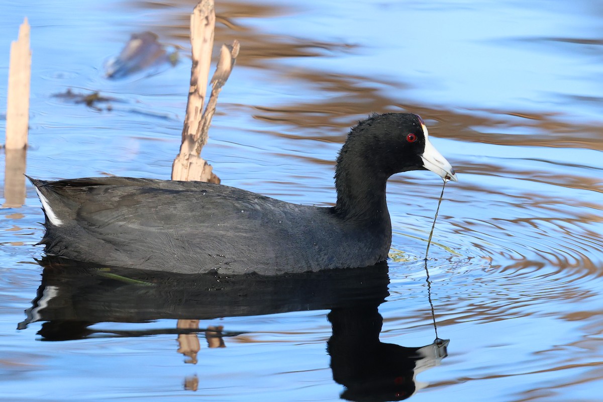 American Coot - ML645514218