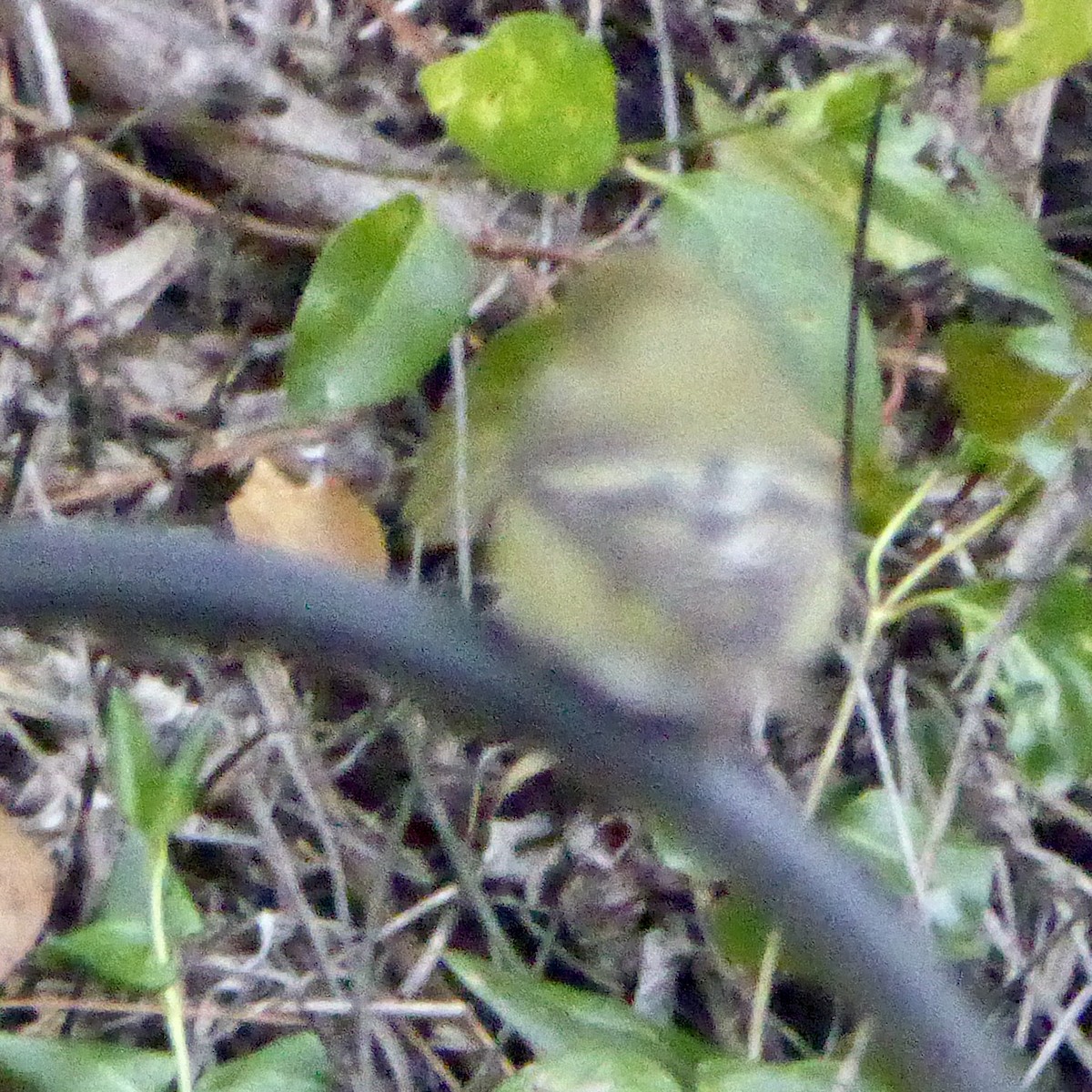 Lesser Goldfinch - ML645514220