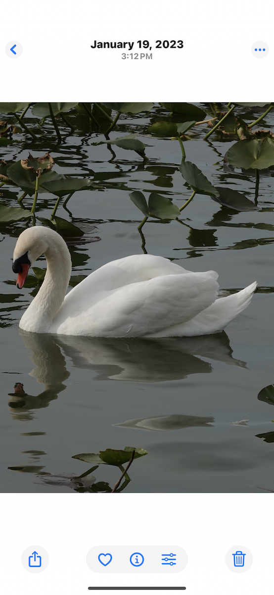 Mute Swan - ML645514225