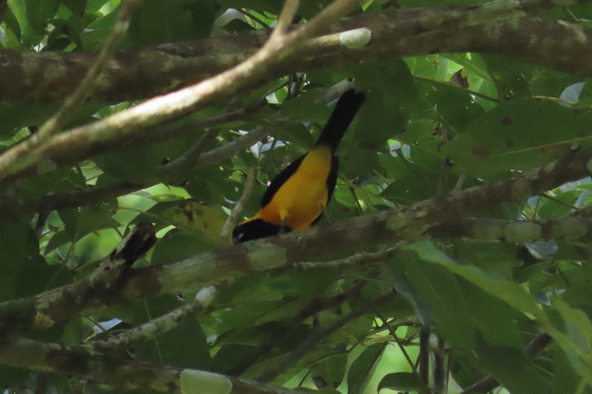 Yellow-backed Oriole - ML645514232