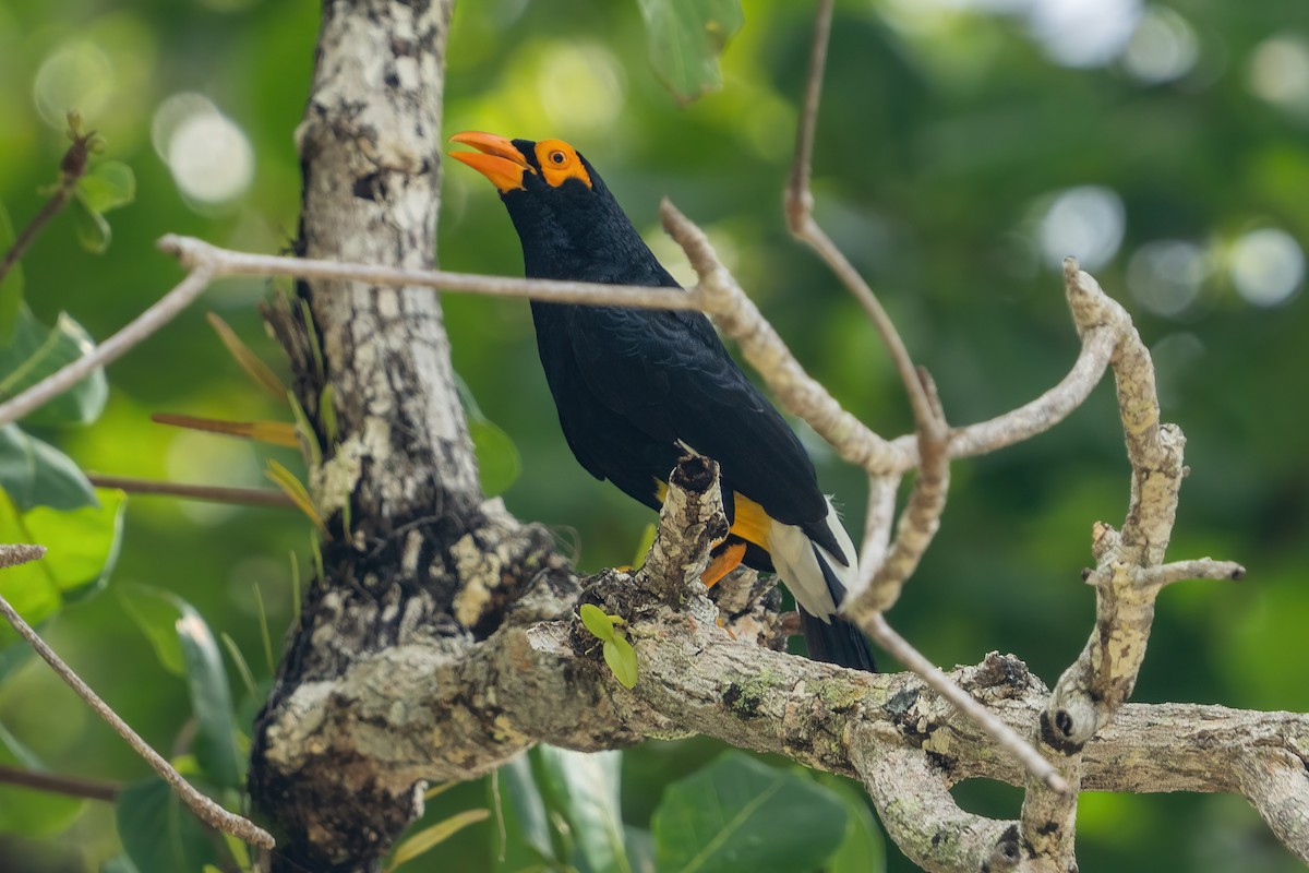 Long-tailed Myna - ML645514234