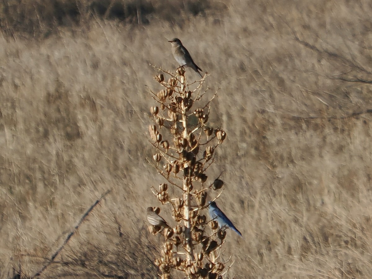 Mountain Bluebird - ML645514236