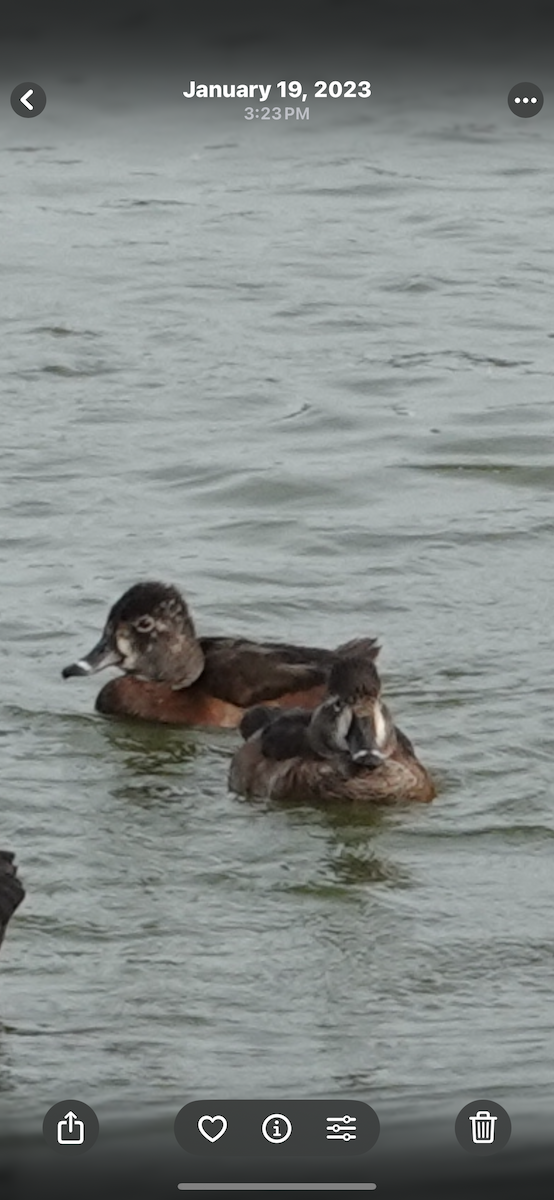 Ring-necked Duck - ML645514250