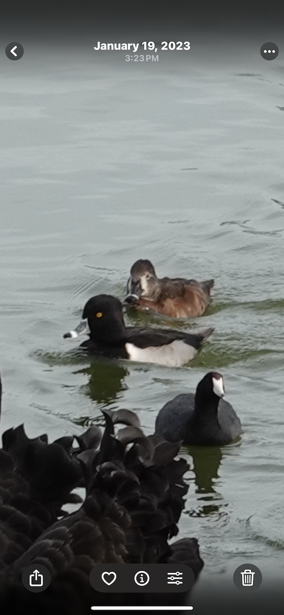 Ring-necked Duck - ML645514251