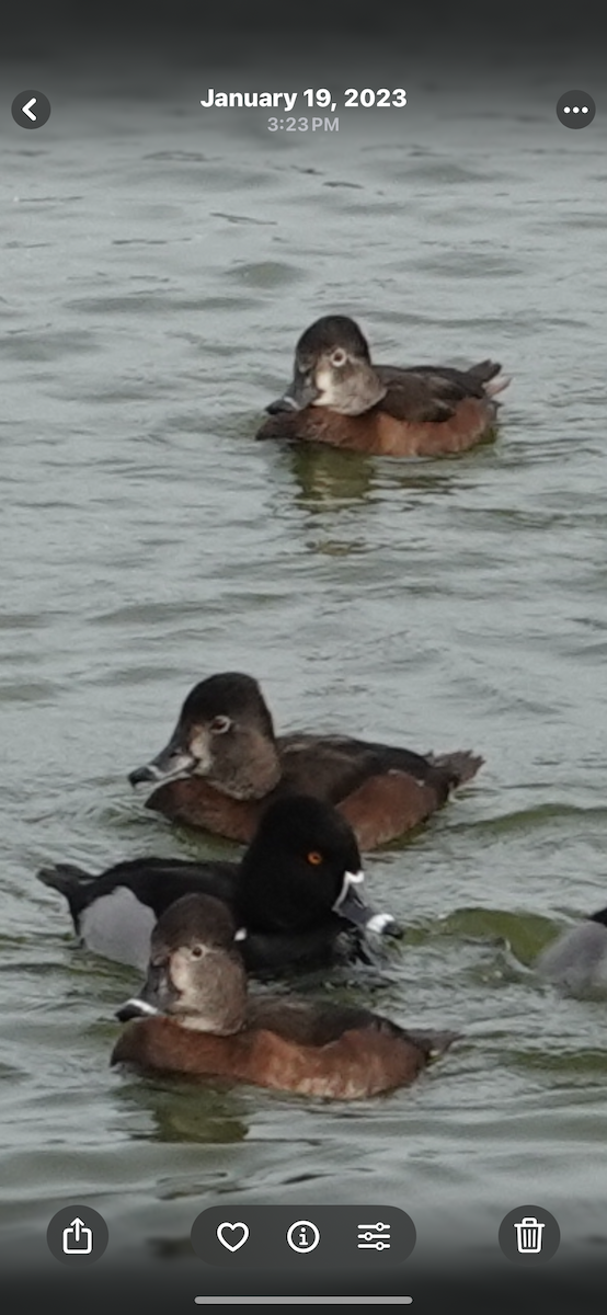 Ring-necked Duck - ML645514252