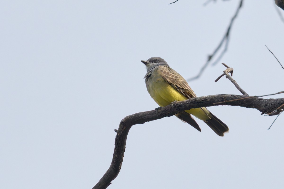 Cassin's Kingbird - ML645514254