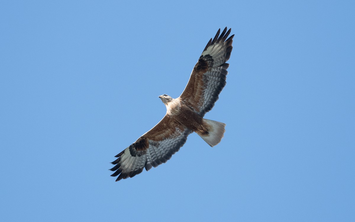Long-legged Buzzard - ML645514264