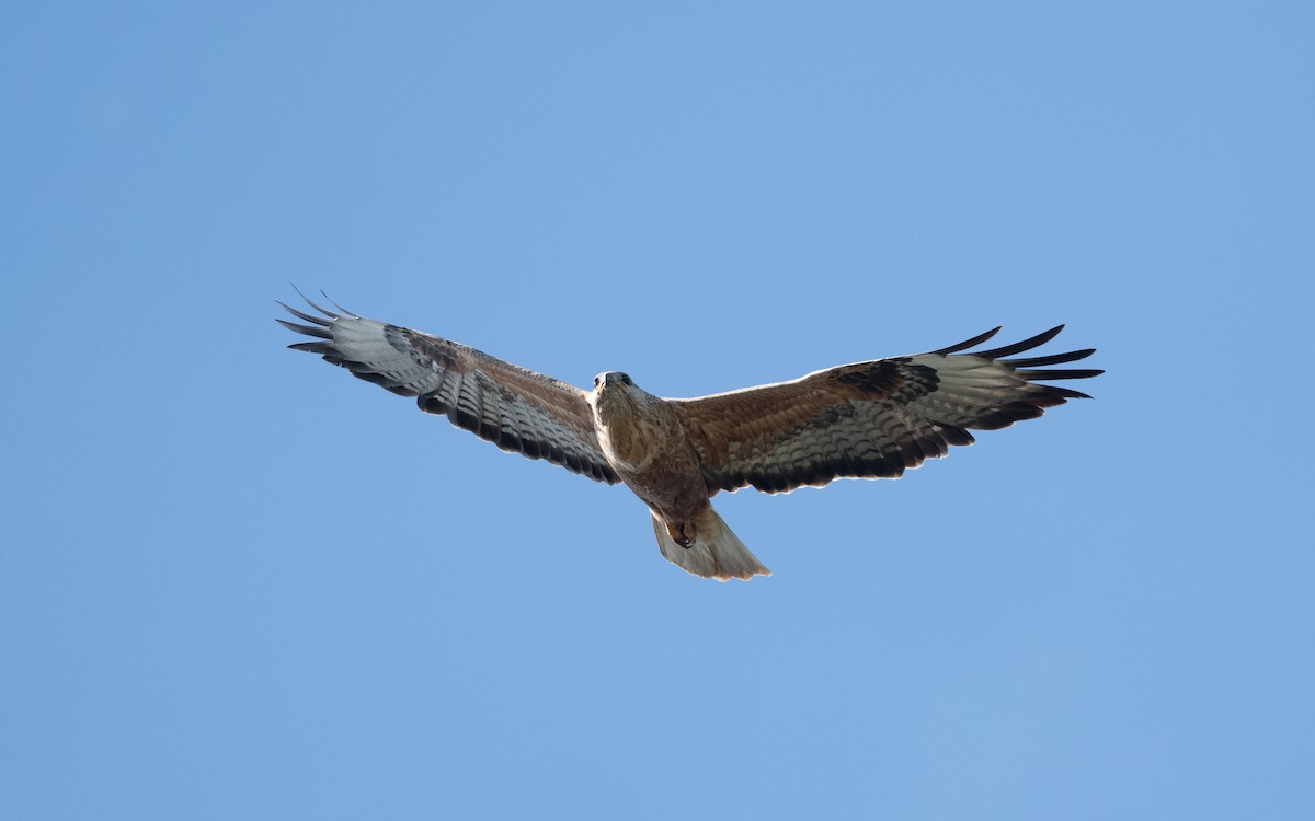 Long-legged Buzzard - ML645514265