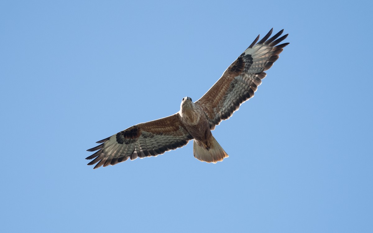 Long-legged Buzzard - ML645514266