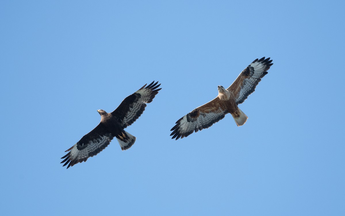 Long-legged Buzzard - ML645514267