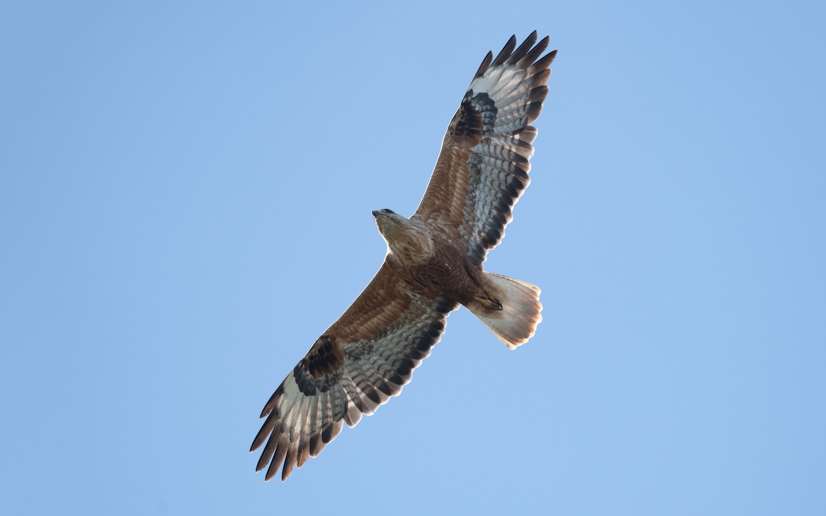 Long-legged Buzzard - ML645514268