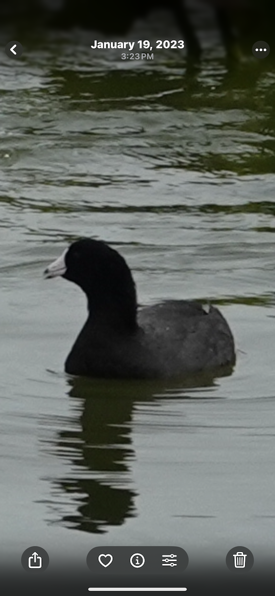 American Coot - ML645514269