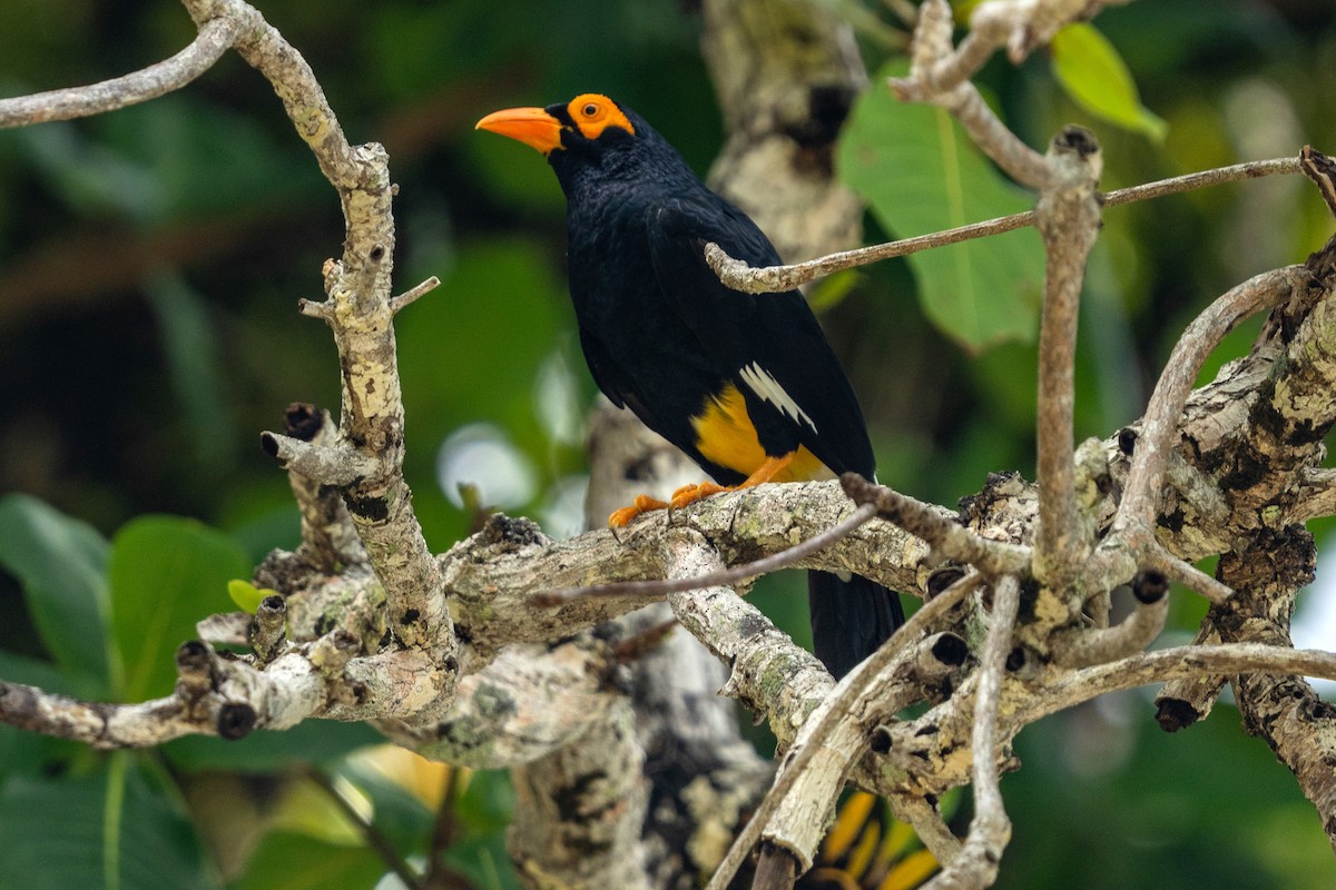 Long-tailed Myna - ML645514274
