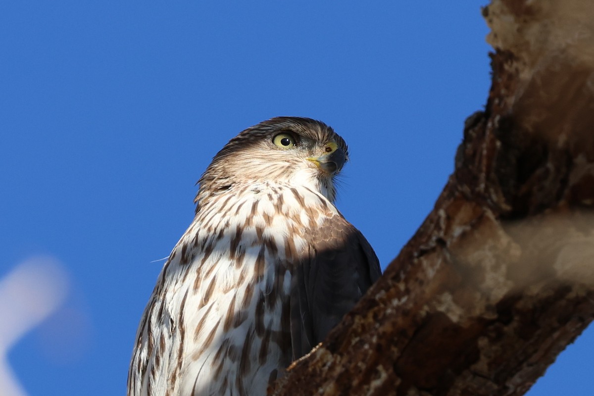 Cooper's Hawk - ML645514287