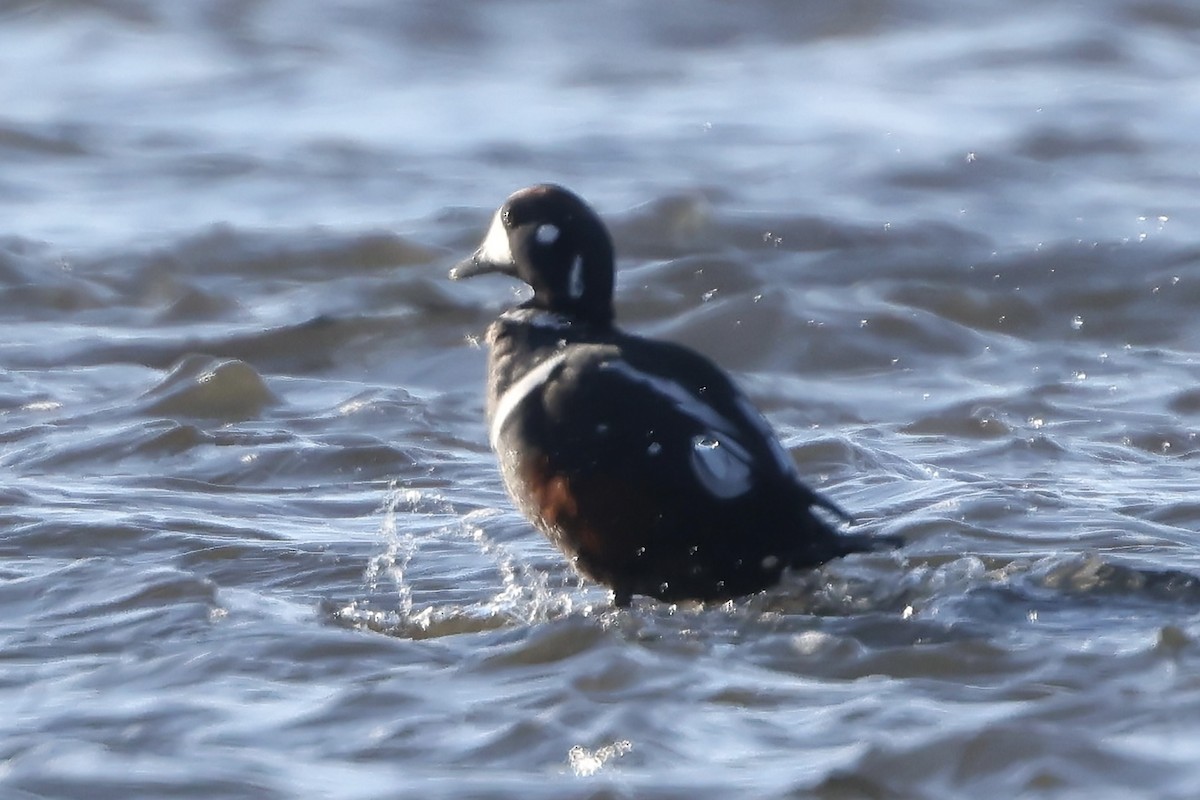 Harlequin Duck - ML645514296